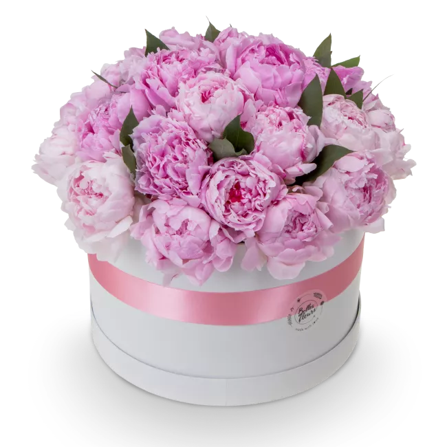 Box růžových pivoněk